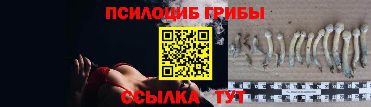 Заводоуковск  Галлюциногенные грибы Psilocybe  Вход с VPN 