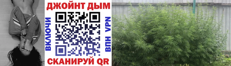 Бошки марихуана сатива  где продают наркотики  Заводоуковск 